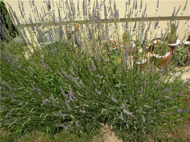 lavanda